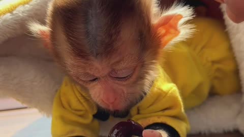 A Little Monkey Eats a Cherry
