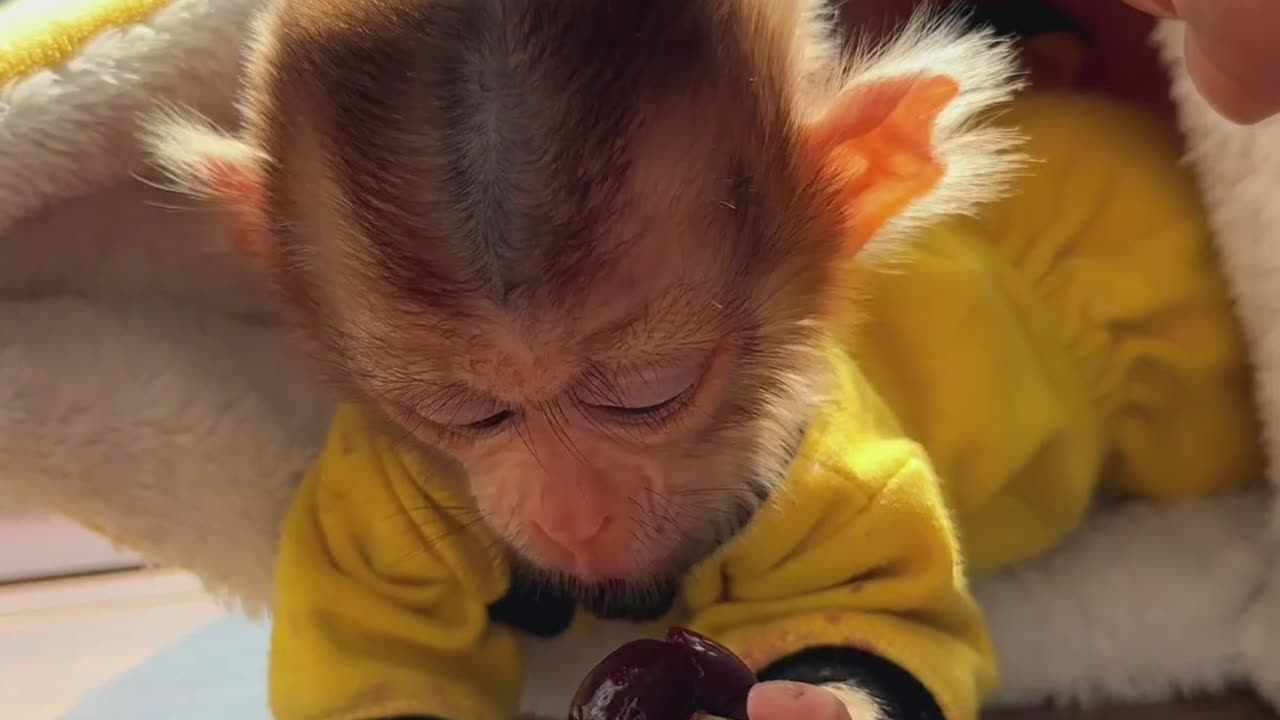 A Little Monkey Eats a Cherry