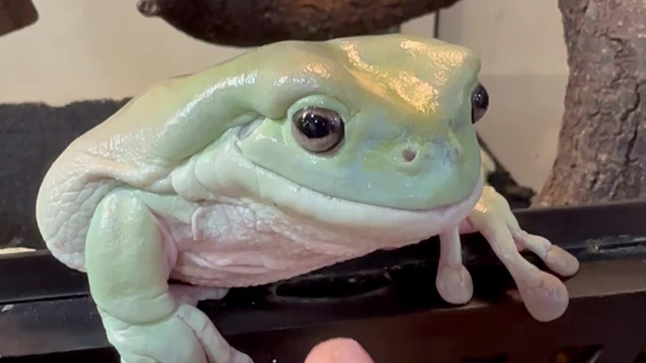 Hungry Frog