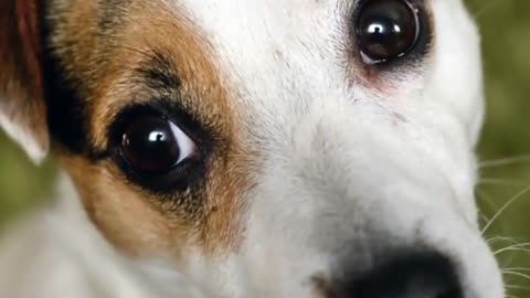 🐾💸 Save Big on Pet Medicine & Food!