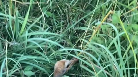 A Surprise in the Grass, cartercountrymeats.com