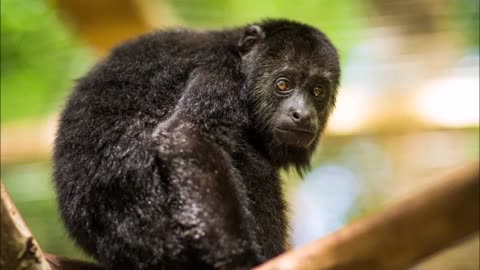 Dr Henry Howlermonkey reads from Eldritch Tales (pt 05 of 57)