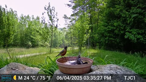 Two Robins Bathing