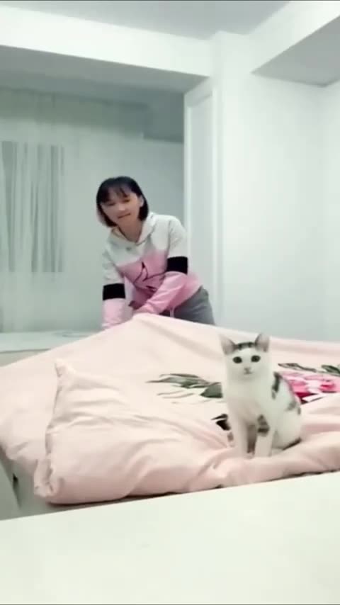 60. Cats Being Clowns The Funniest and Most Hilarious Cat Shorts!