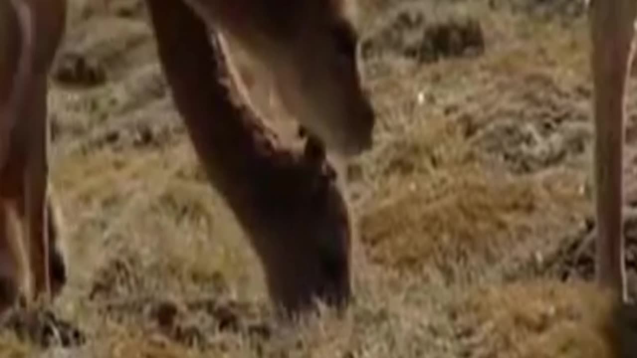 vicuña