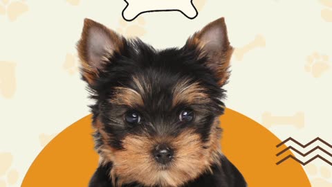 🐾🍽️ Pet Food Discounts You’ll Love (and So Will They!)