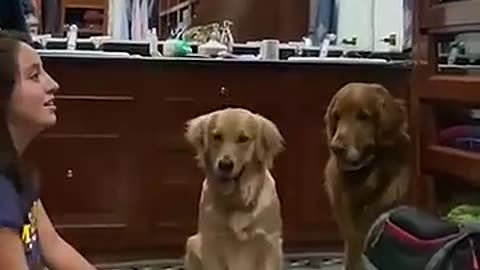 Trending: Hilarious Dog Mesmerized By Ball Trick!