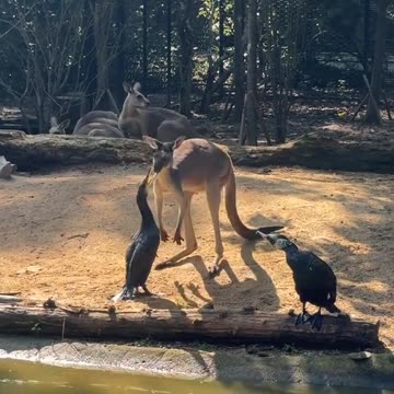 Kangaroo diaries only in Australia 🇦🇺