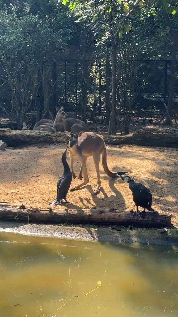 Kangaroo diaries only in Australia 🇦🇺
