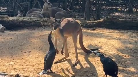 Kangaroo diaries only in Australia 🇦🇺