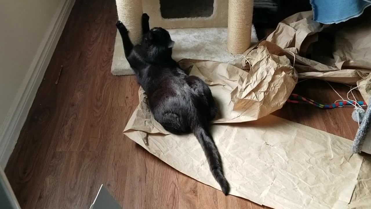 20250423 164525 Tux Captured Cat Tree Trunk