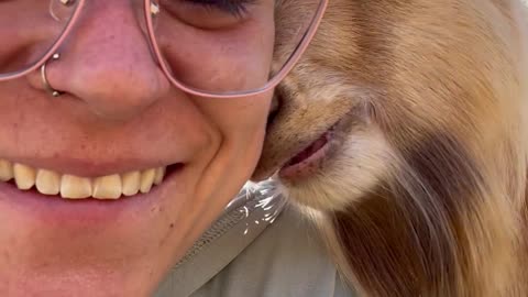 Pygmy Goat Gently Nibbles Owner's Cheeks