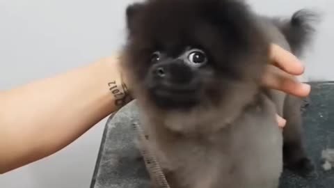 puppies being awesome