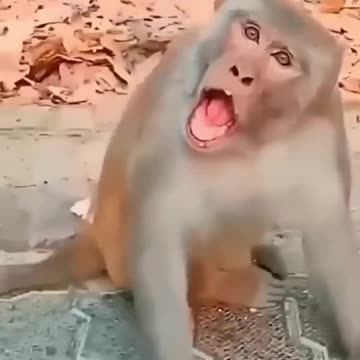 When Pets Act Like Humans