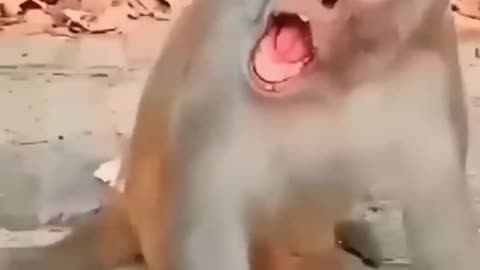 When Pets Act Like Humans