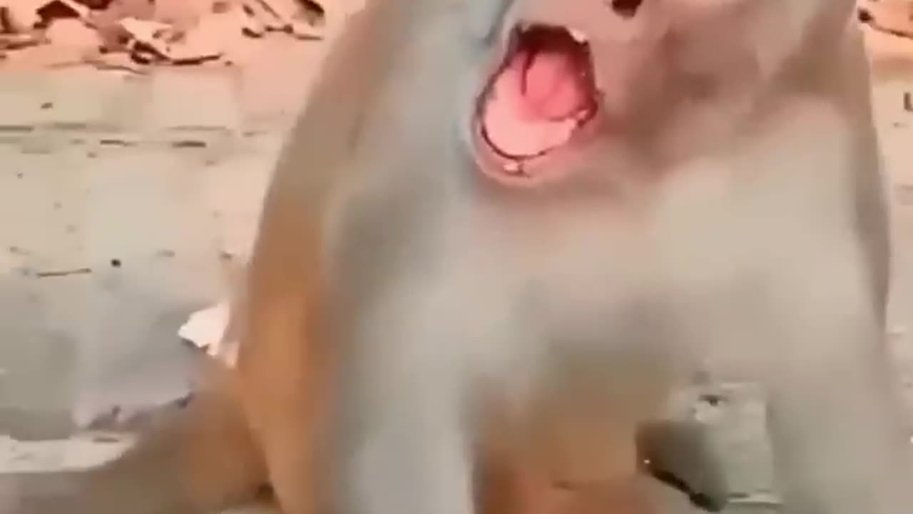 When Pets Act Like Humans