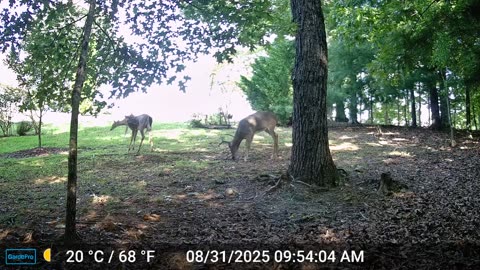 The Woods – 08/31/2025