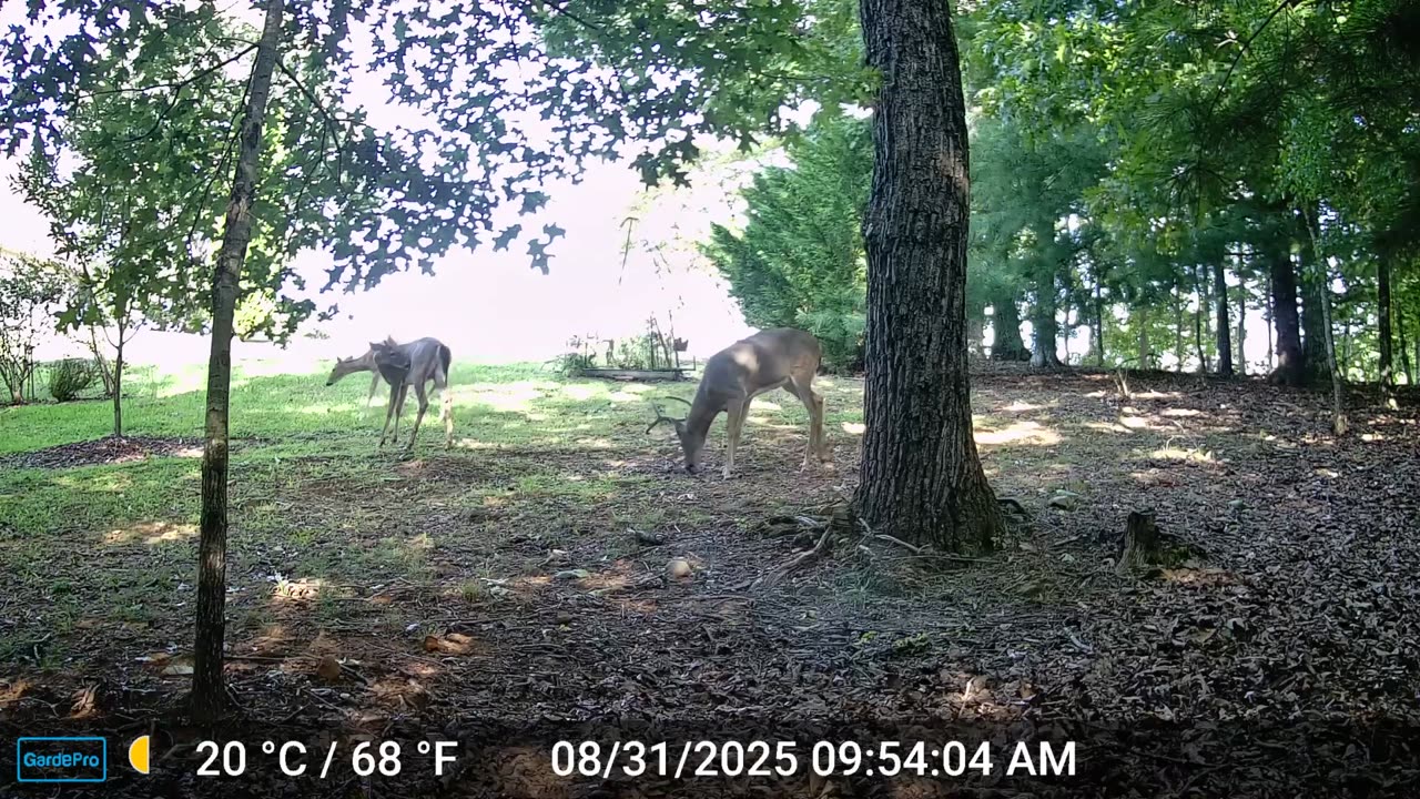 The Woods – 08/31/2025