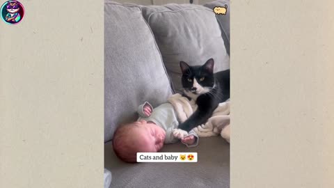 Hilarious cat funny video