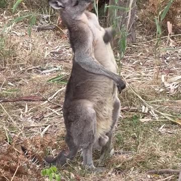kangaroo