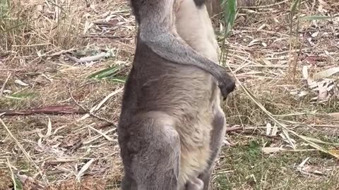kangaroo