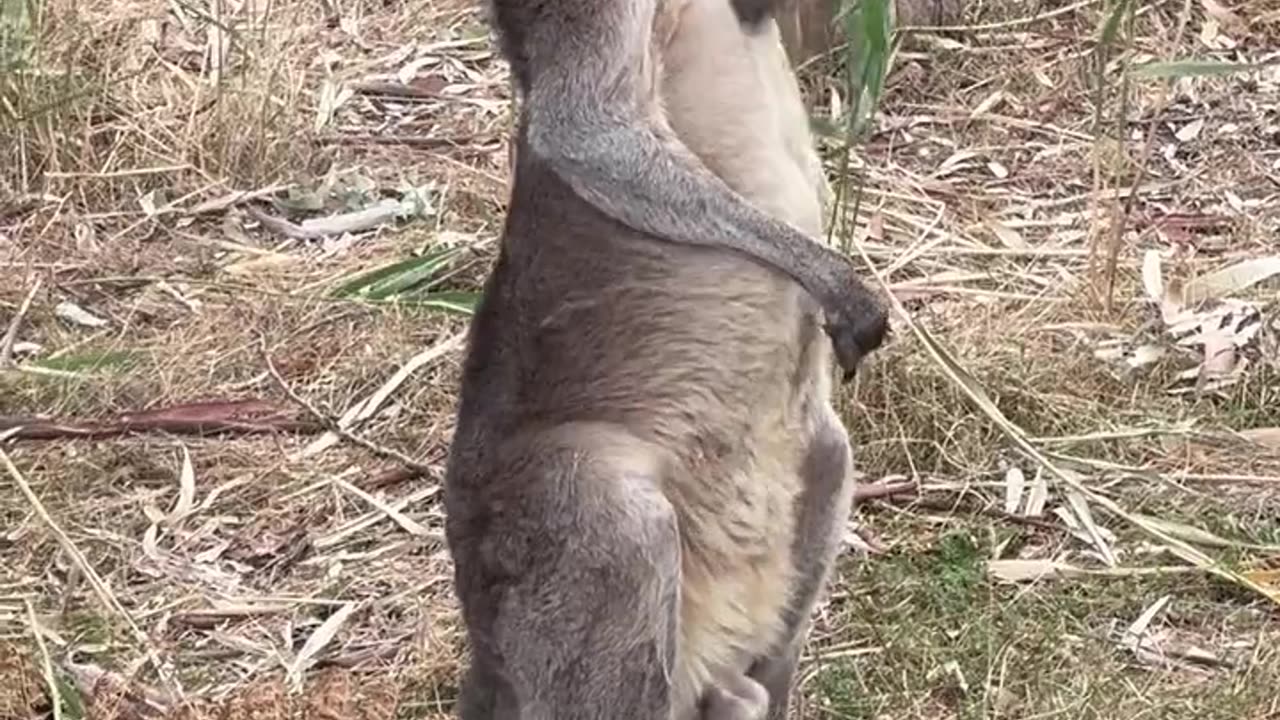 kangaroo
