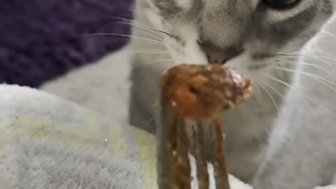 Letting My Cat Try My Food