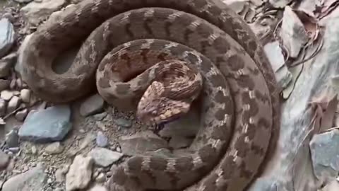 This is a rhombic egg-eater a non-venomous & completely harmless snake it mimics vipers as a defense display
