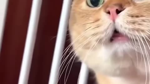 Dekho billi kaise ladai kar rahi hai.....#love #shorts #comedy #funnyvideo #billi #cat #catvideo