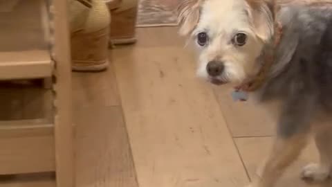Penny Sneaks Food Before Her Walk