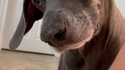 Dog Curious About Newborn Sleeping Sounds