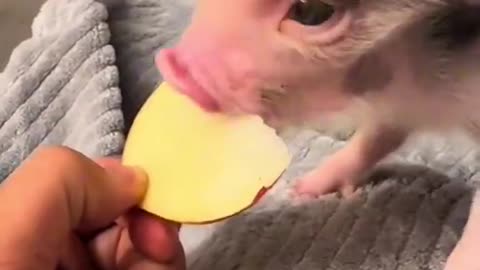 This Little Piggy