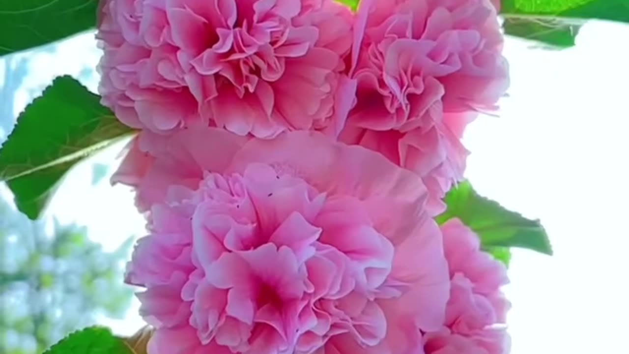All videos