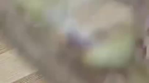 aprendendo a descascar alho diferente.mp4