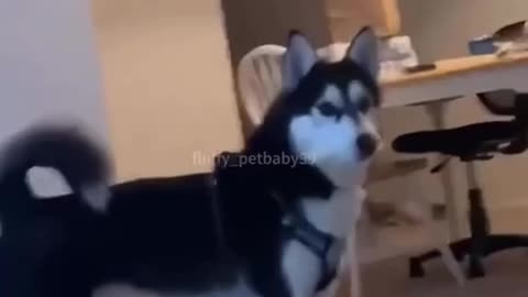 Husky never fails to make us laugh