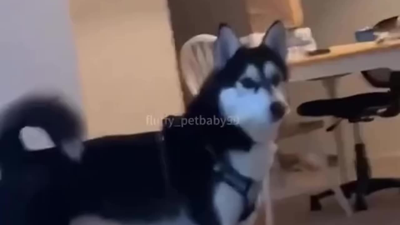Husky never fails to make us laugh