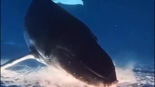 Breathtaking whale encounters in French Polynesia.