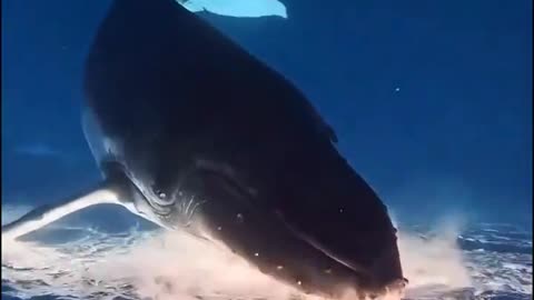 Breathtaking whale encounters in French Polynesia.