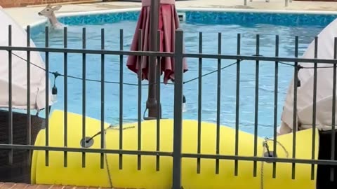 Deer Jumps in a Pool