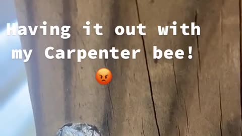😂🐝 The Funniest Bee Argument You'll Ever See! | FunFM