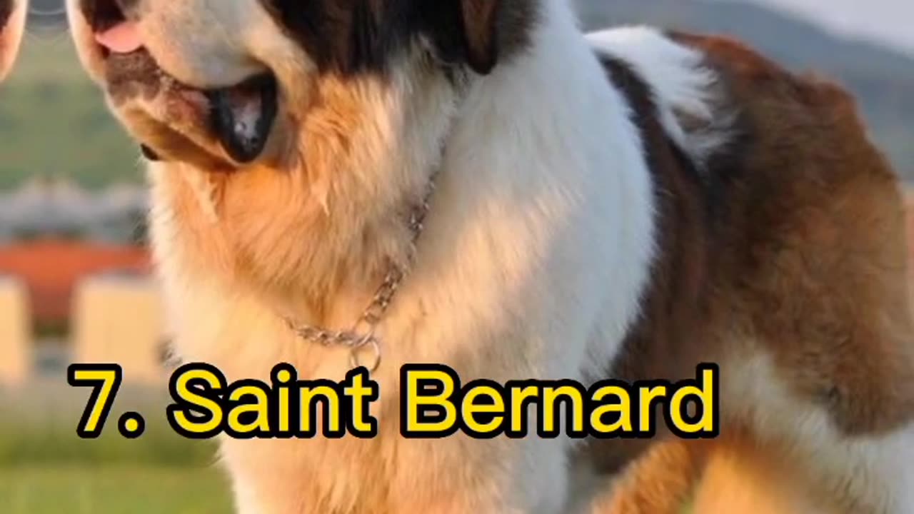 Top 10 Cutest dogs in the world