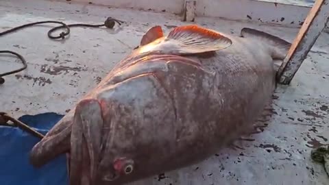 mazing 200kg! Tak MENYANGKAH DAPAT SEBESAR INI!
