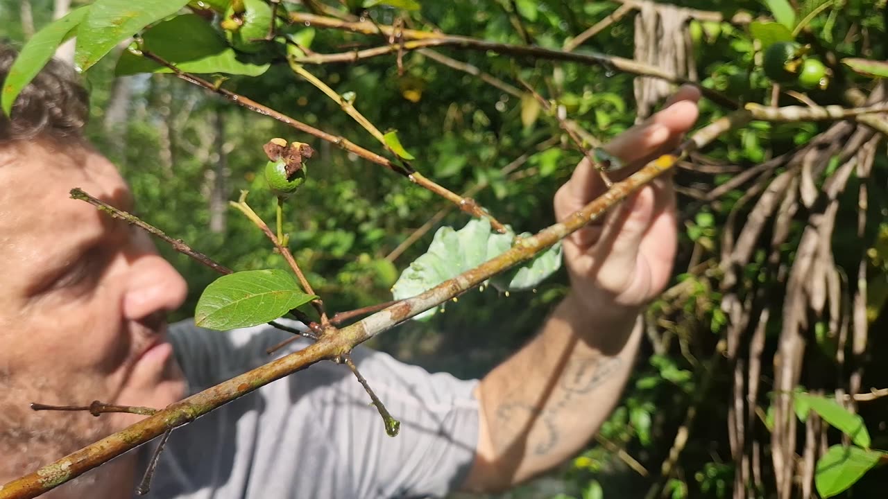 🐛 Giant Caterpillar Found on the Walk to the Farm: Always an Adventure in the Philippines🌿