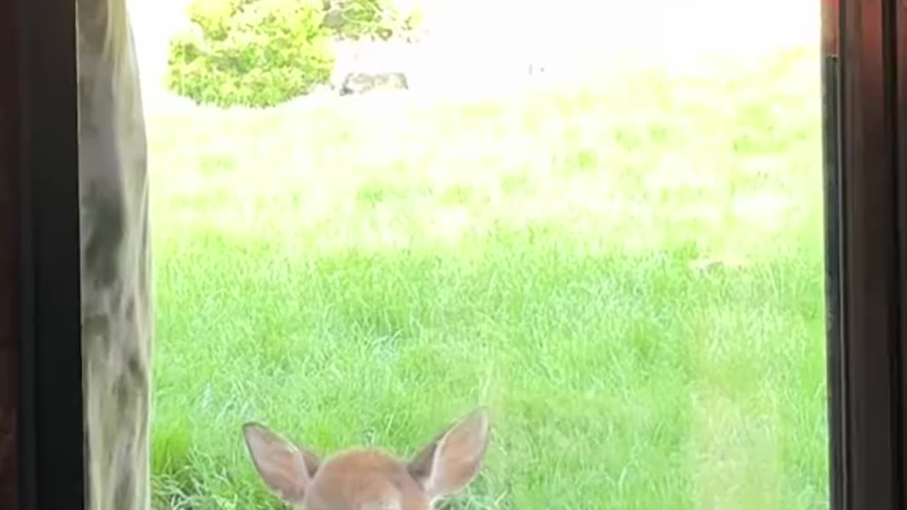 Someone came to visit you! So cute! I want one too!