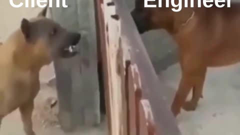Engineer vs Client = nonstop barking 🐕🐕 … until the Project Manager joins the call