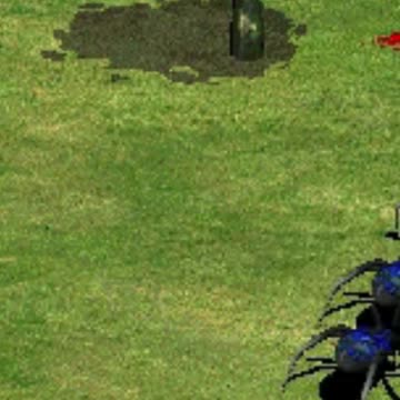 SPIDERS UNDER YOUR GRASS