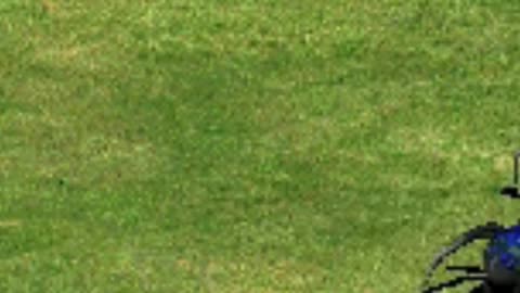 SPIDERS UNDER YOUR GRASS