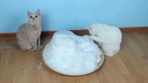 Cat funny in the home