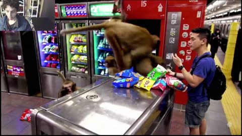 Over 5 Monkeys Roam Around A Subway Station Fake Funny Parody Video