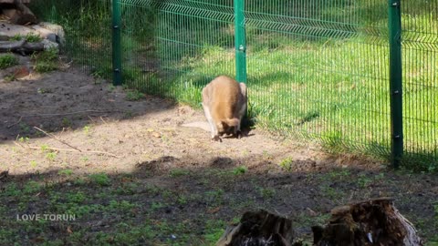 KANGUR Walabia Bennetta (Macropus rufogriseus) Ogród Zoobotaniczny w Toruniu